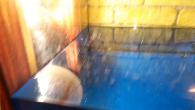 МАЛЬКИ СОМИКОВ КОРИДОРАС ЗОЛОТИСТЫЙ смотреть онлайн