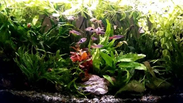 Аквариум с папоротниками, расборой и кардиналами смотреть онлайн