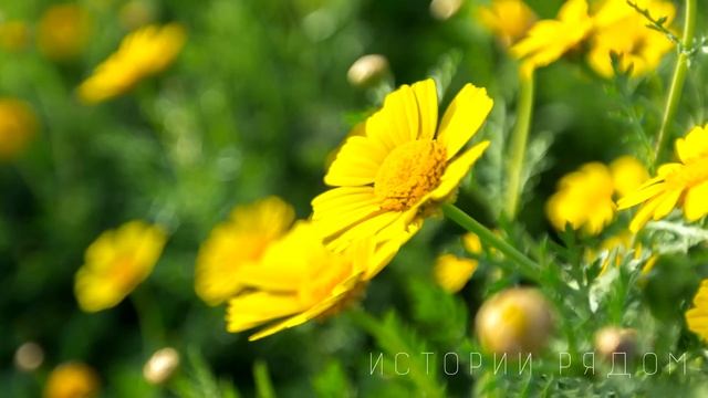 Сына моего ты не получишь, сказала богатая свекровь деревенской невесте сына. Но она не учла… смотреть онлайн