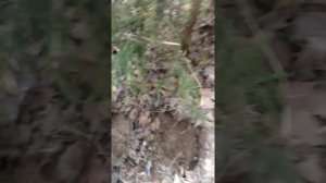 Нашел пистолет в кобуре