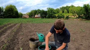 Капуста мгновенно пойдет в рост и завяжет крупные качаны. Защитить баклажаны от колорадского жука.