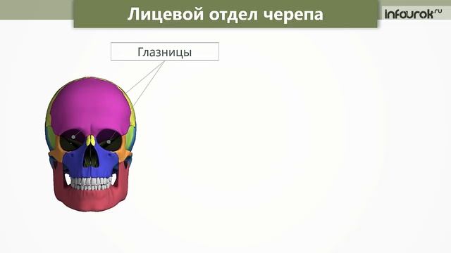 Череп лицевой отдел