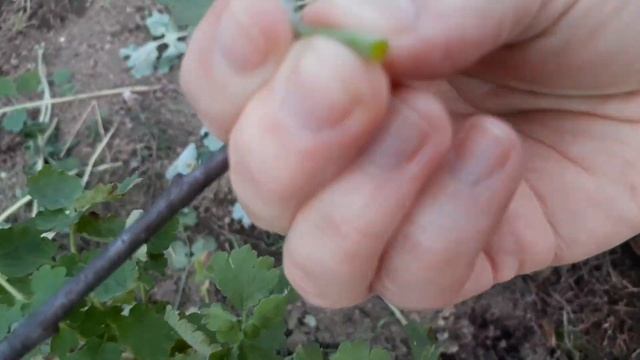 Интересное о подземной части растения смотреть онлайн