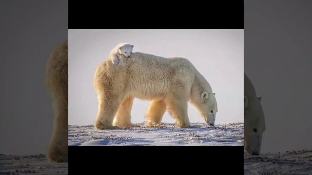 Самые опасные животные в мире 2 часть смотреть онлайн