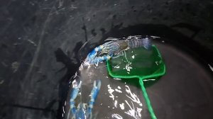 Сведение самки с самцом австралийского красноклешневого рака и определение пола.