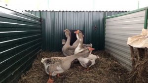 Гуси холмогорские 17(глинистые)