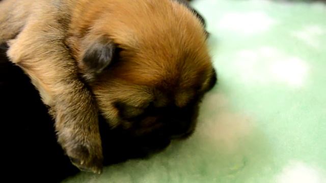 Спящие щенки чау-чау смотреть онлайн