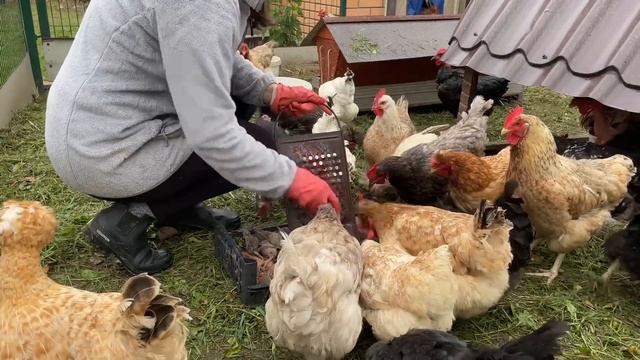 Много кур на даче Собираю яйца Содержание кур
