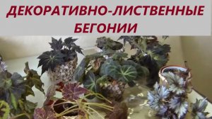 Декоративно-лиственные бегонии - уход по методу....  Обзор бегоний.