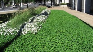 Как выглядит лист клевера на удачу