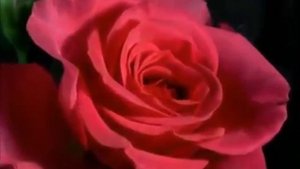 Hello, Honey Russian popular song in the English version Sergei Chekalin