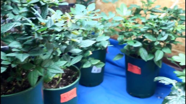 РОЗЫ в доме ??? Черенкование розы Кордана в помещении.