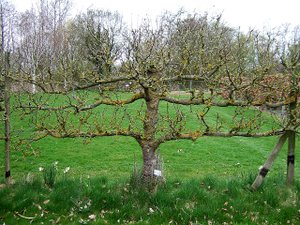 Правильная формировка дерева = БОЛЬШОЙ урожай #farm #gaRden #orGanic cultivation #home