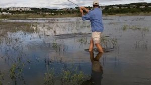 Большие карпы нахлыст