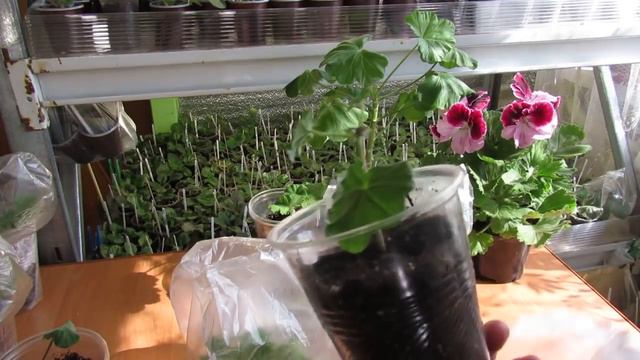 Что случилось с пеларгониями за неделю Экскурсия смотреть онлайн