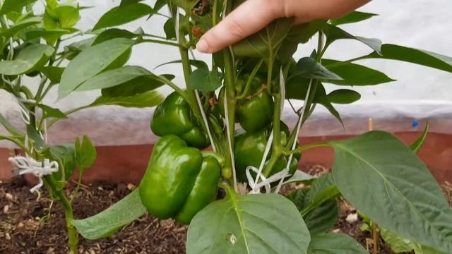 Перец Яника, Помпео, Ред Носера. Первый урожай 29.06.19 смотреть онлайн