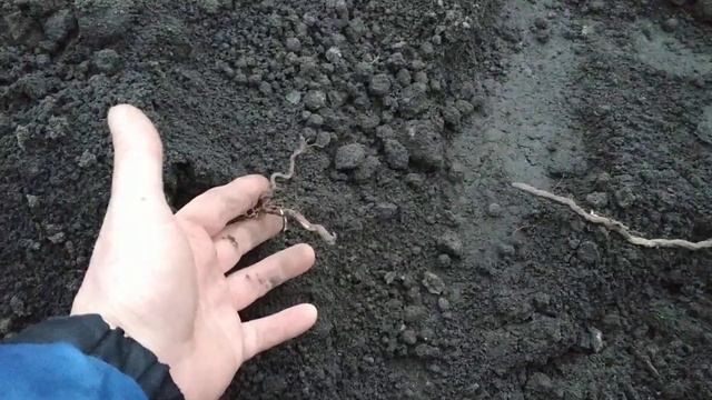 Виноград. Перепахиваю междурядья , Считаем " зайцев". смотреть онлайн