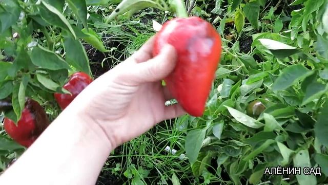 10 лучших сортов перца в открытом грунте / Воловье ухо, Лэся, Гогошары и др. смотреть онлайн