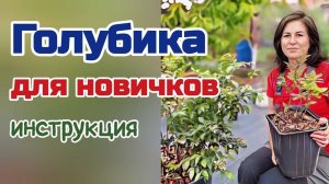 Инструкция  по посадке голубики