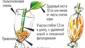 Фикус Кинки — описание и уход дома