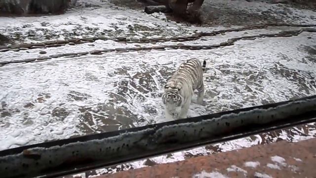 Амурский тигр.Зоопарк.Москва.2014 г. смотреть онлайн