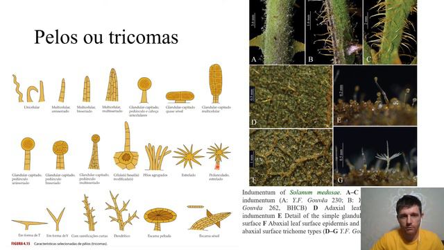 Revisão de morfologia de angiospermas смотреть онлайн