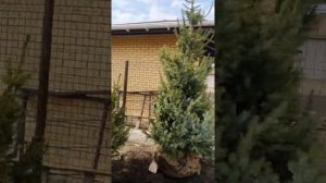 ЕЛЬ СЕРБСКАЯ  #крупномерыворонеж #посадкакрупномеров #посадкарастений