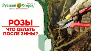 КАК ТАКОЕ #ВОЗМОЖНО! Эти #розы зимуют без укрытия и цветут очень пышно!