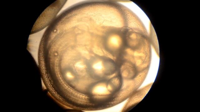 Инкубация икры пеляди. Карагандинский рыбопитомник смотреть онлайн