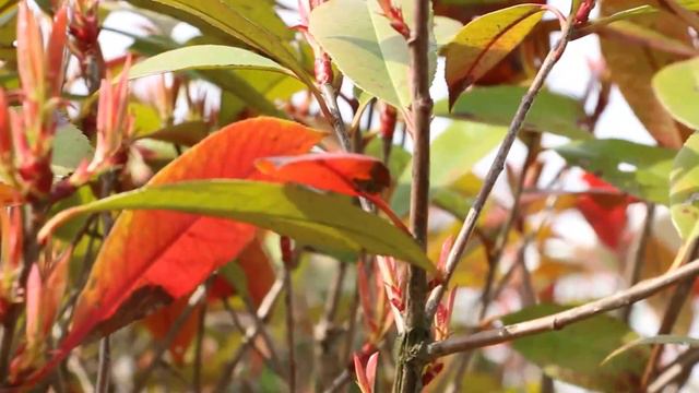 Beautiful Instrumental Study Music, Relaxing Piano Music for Studying & Focus Concentration смотреть онлайн