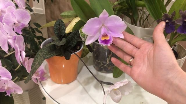 Цветение орхидей в июле часть 1. Cattleya trianae The Grand x Sangre de toro смотреть онлайн