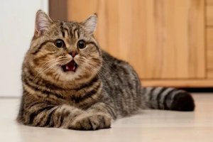 Котики. Подборка 1