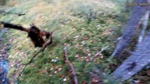 ВЕЗДЕХОД "АКУЛА" // ПО СЛЕДАМ КАРАКАТА ЗИС-5 // ЧТО КРУЧЕ? РЕШАТЬ ВАМ!