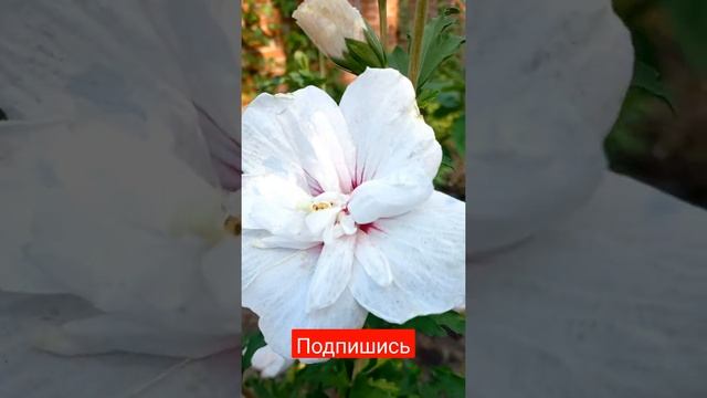 Гибискус садовый. Цветы в саду. Flowers