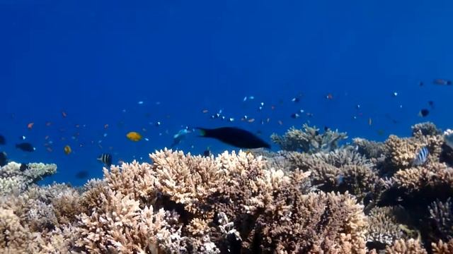 Риф отеля ARABIA AZUR (Хургада)