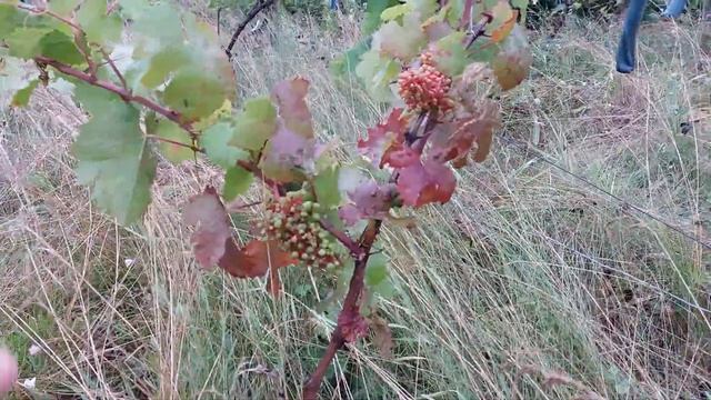 Виноград ДУНКЕЛЬТ. смотреть онлайн