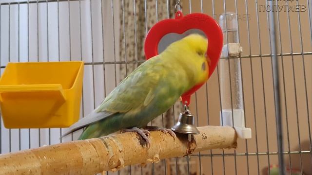 как думаете вредит ли зеркало попугаю ? смотреть онлайн