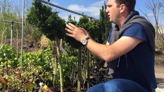 Chamaecyparis obtusa 'Nana Gracilis' - Hinoki álciprus, törpe japán hamisciprus смотреть онлайн