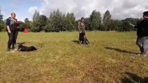 IGP 3 послушание оценка судьи