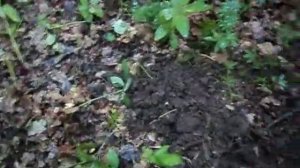 Tesoro Tejon и чешуя