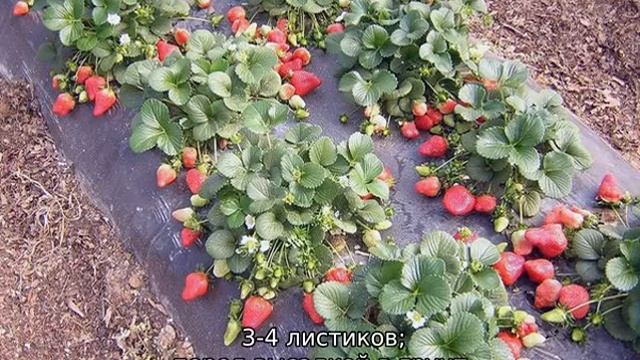 Земляника Руяна — описание сорта смотреть онлайн