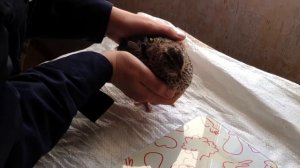 Перепелам 3 месяца (105 дней).Взвешивание Танюшкин Бройлерный фараон.