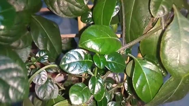 Комнатный цветок Барлерия - чудо на вашем окне смотреть онлайн