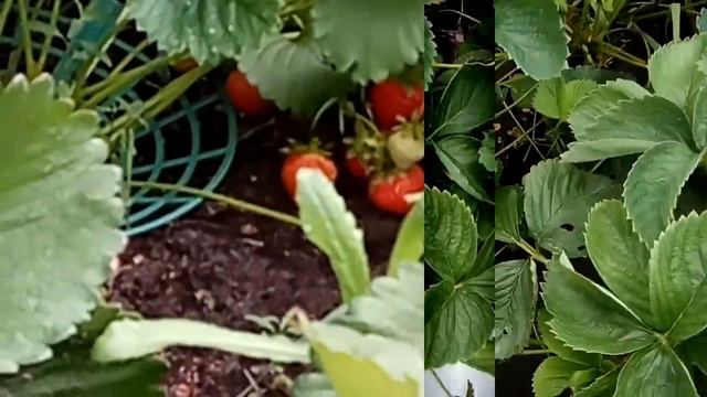 ПОЧЕМУ МЕЛЬЧАЕТ КЛУБНИКА? #клубника #крупная #выращивать