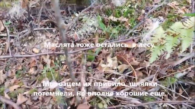 Последние грибы осенью 2021 года смотреть онлайн