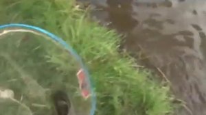 Ловля Карпа Летом на Пруду на различные оснастки  Мастер Класс О рыбалке всерьёз видео 241