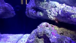 Кормление креветки Вурдеманна