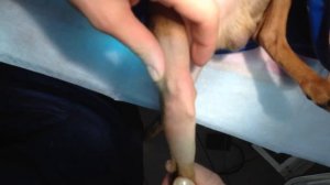 Вывих коленной чашечки у собаки