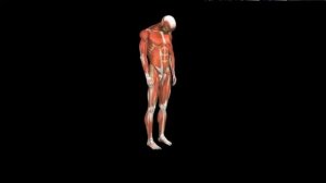 Растяжка ременной мышцы головы стоя Stretch Splenius Capitis