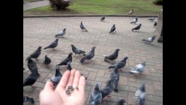 Ручные голуби